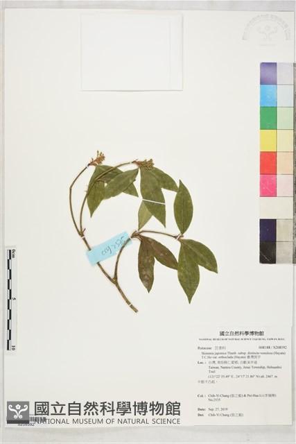 臺灣茵芋藏品圖，第1張