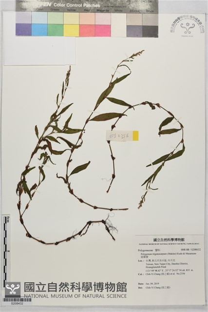 細葉蓼藏品圖，第1張