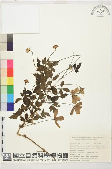 繡球藤藏品圖，第1張