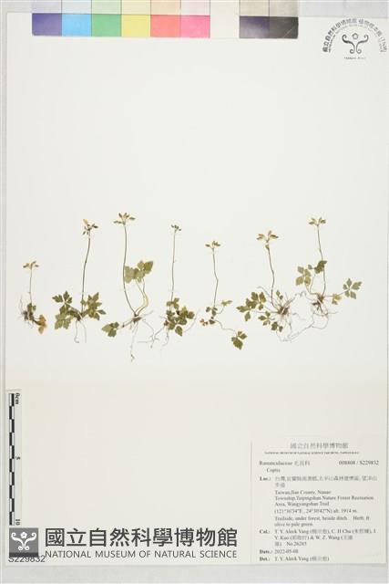 登錄號:S229832藏品圖，第1張