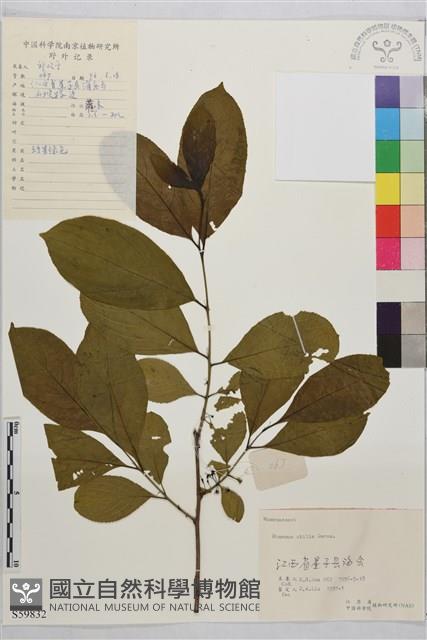 凍綠藏品圖，第1張