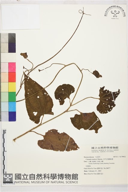 田代氏鐵線蓮藏品圖，第1張