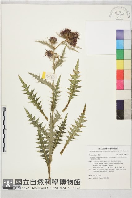 紫花阿里山薊藏品圖，第1張