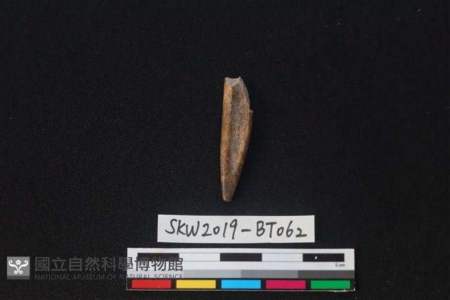 尖狀器藏品圖，第1張