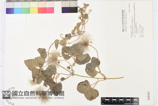 屏東鐵線蓮藏品圖，第2張