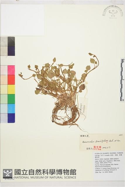 西南毛茛藏品圖，第1張