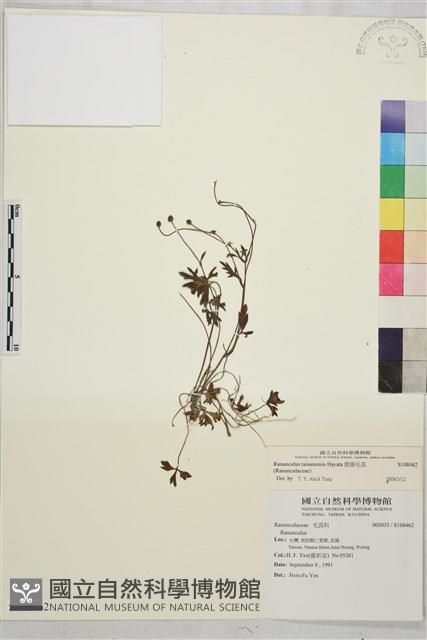 鹿場毛茛藏品圖，第1張