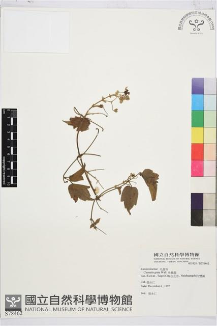 串鼻龍藏品圖，第1張