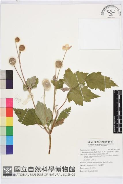 小白頭翁、野棉花藏品圖，第1張