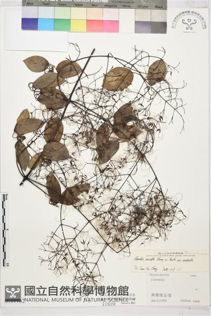 柱果鐵線蓮藏品圖，第1張