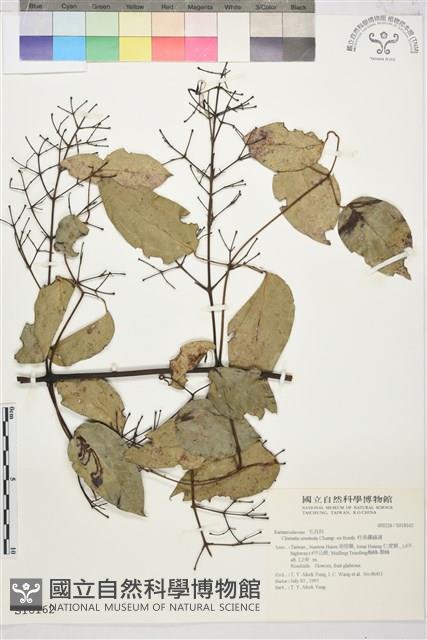 柱果鐵線蓮藏品圖，第2張