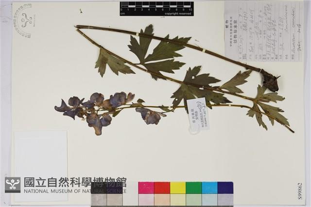 烏頭藏品圖，第1張