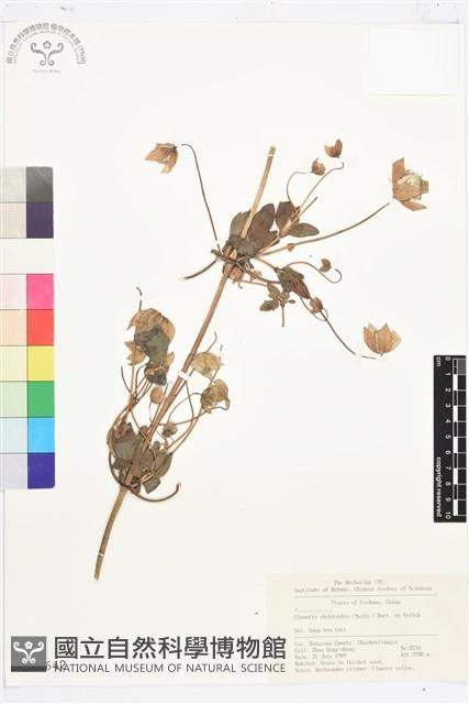 甘川鐵線蓮藏品圖，第1張