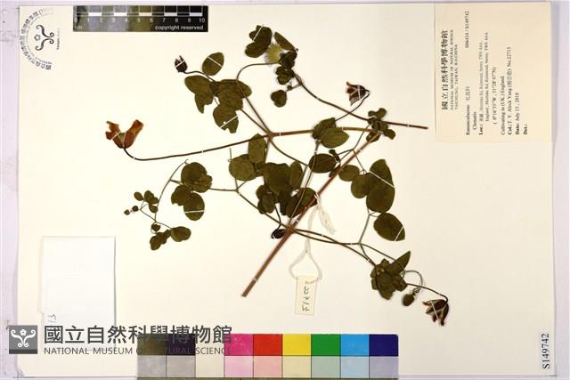 登錄號:S149742藏品圖，第1張