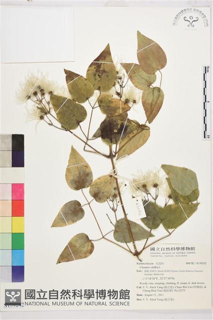 葡萄葉鐵線蓮藏品圖，第1張