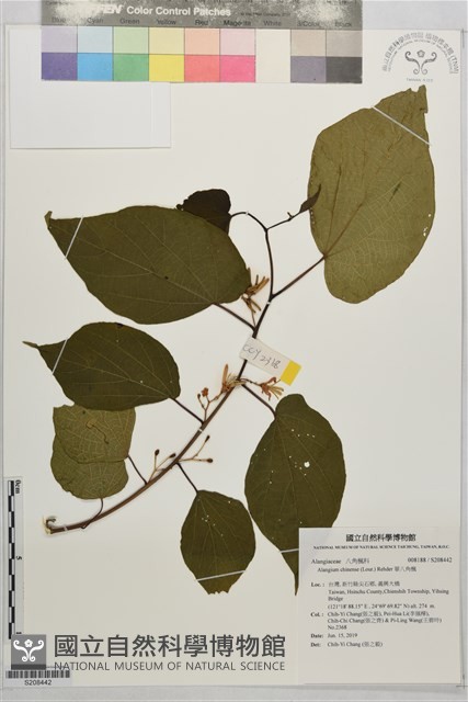 華八角楓藏品圖，第1張