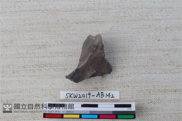 獸骨藏品圖，第1張