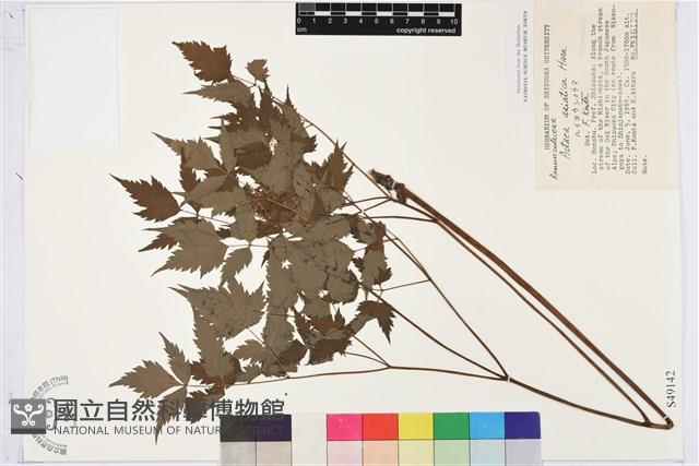 類葉升麻藏品圖，第1張