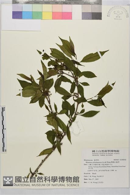 畢祿山鼠李藏品圖，第1張