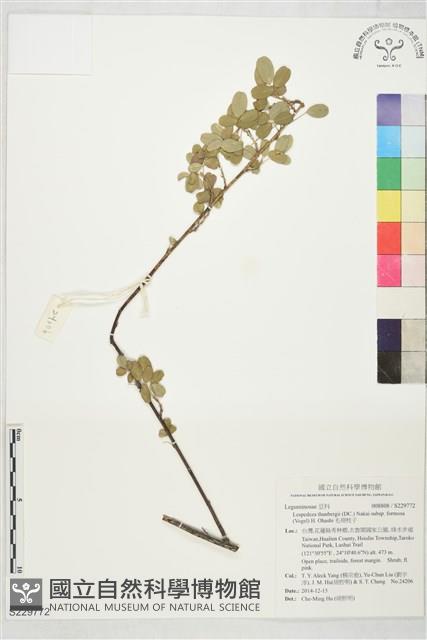 毛胡枝子藏品圖，第1張