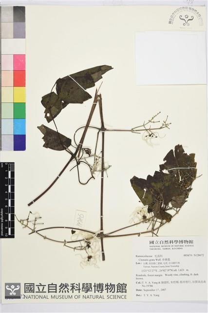 串鼻龍藏品圖，第1張