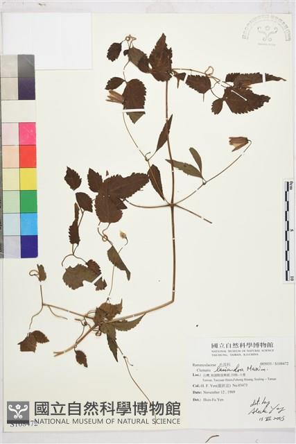 小木通藏品圖，第1張