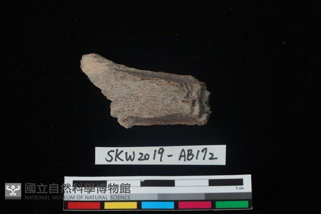 獸骨藏品圖，第1張