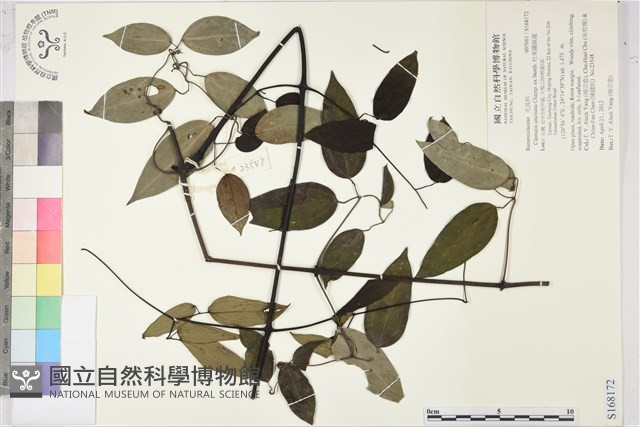柱果鐵線蓮藏品圖，第1張