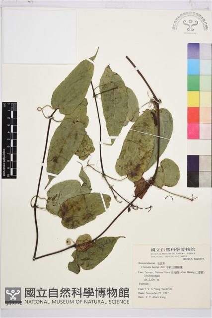 亨利氏鐵線蓮藏品圖，第1張