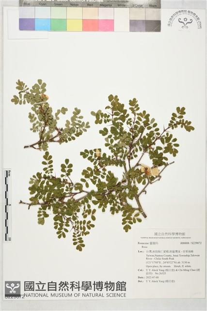 登錄號:S229872藏品圖，第1張