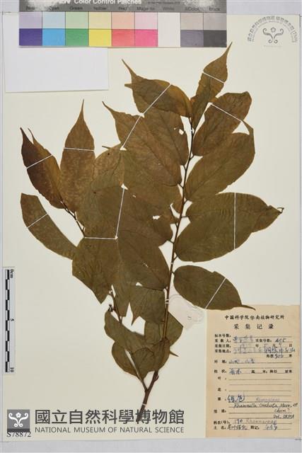 尾葉貓乳藏品圖，第1張