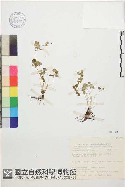 鐵線蕨葉人字果、臺灣人字果藏品圖，第1張