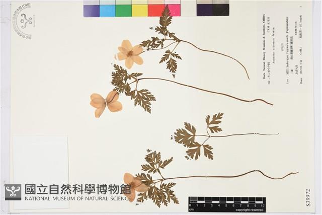 登錄號:S039972藏品圖，第1張