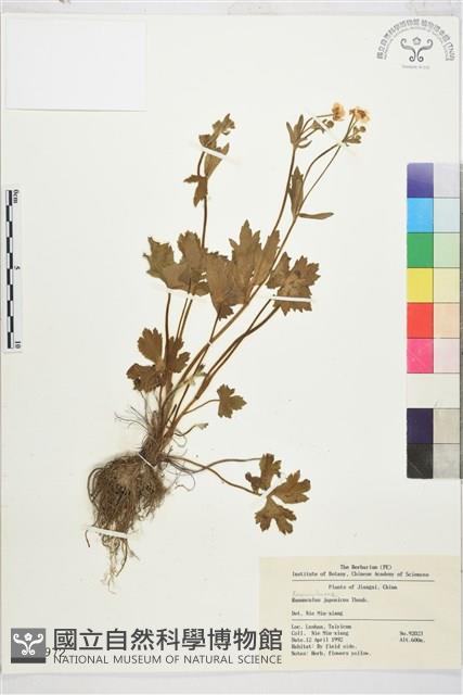 毛茛藏品圖，第1張