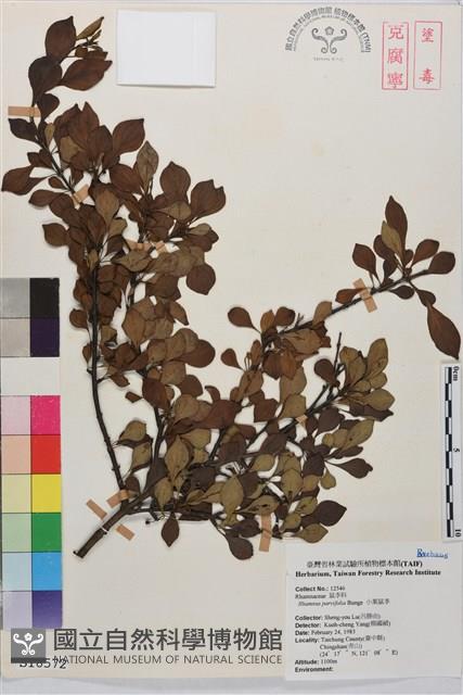 小葉鼠李藏品圖，第1張