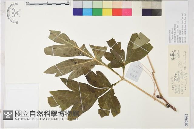 黃牡丹藏品圖，第1張