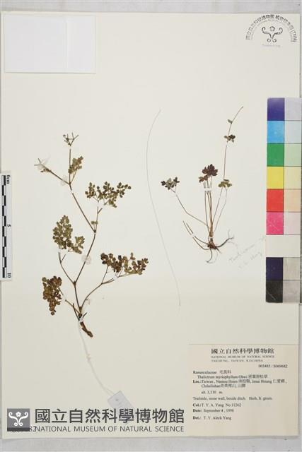 密葉唐松草藏品圖，第1張