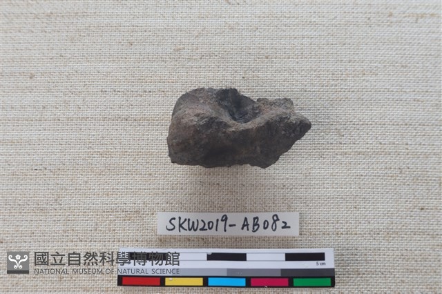 獸骨藏品圖，第1張