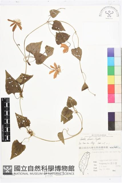 屏東鐵線蓮藏品圖，第1張