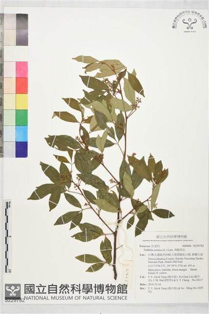 飛龍掌血藏品圖，第1張