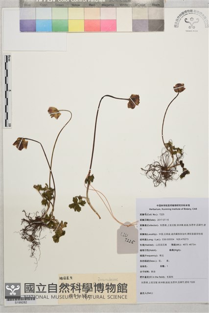 矮金蓮花藏品圖，第1張