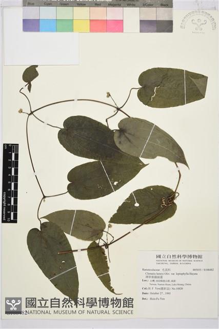 薄單葉鐵線蓮藏品圖，第1張