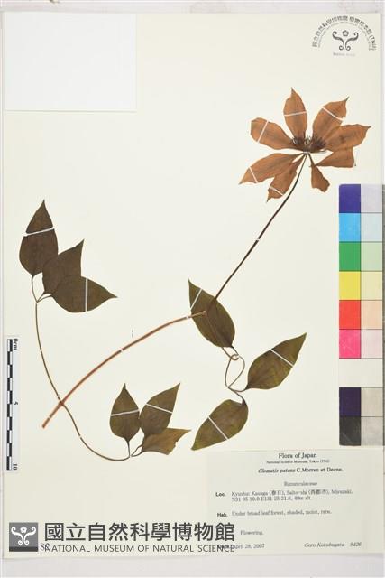 轉子蓮藏品圖，第1張