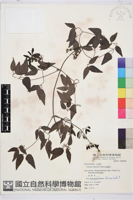 大肚山威靈仙藏品圖，第2張