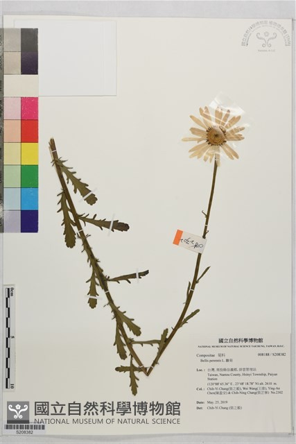 雛菊藏品圖，第1張