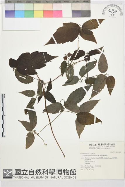 Accession Number:S039982 Collection Image, Figure 2, Total 2 Figures