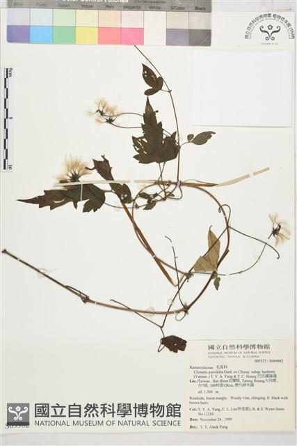 巴氏鐵線蓮藏品圖，第2張