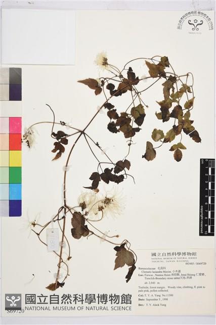 小木通藏品圖，第2張