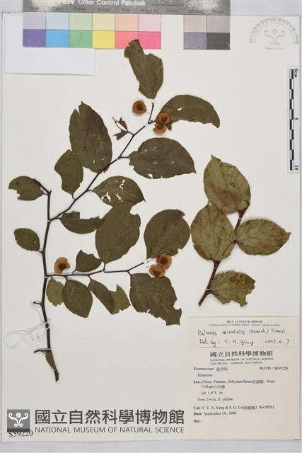 短柄銅錢樹藏品圖，第1張