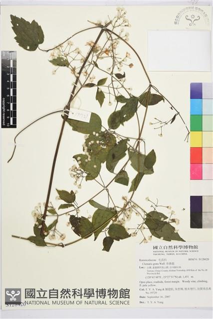 串鼻龍藏品圖，第1張